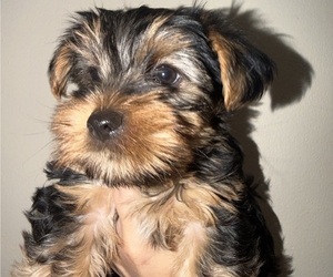 Yorkshire Terrier Puppy for sale in CHICAGO, IL, USA