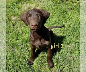 Labrador Retriever Puppy for sale in OREM, UT, USA