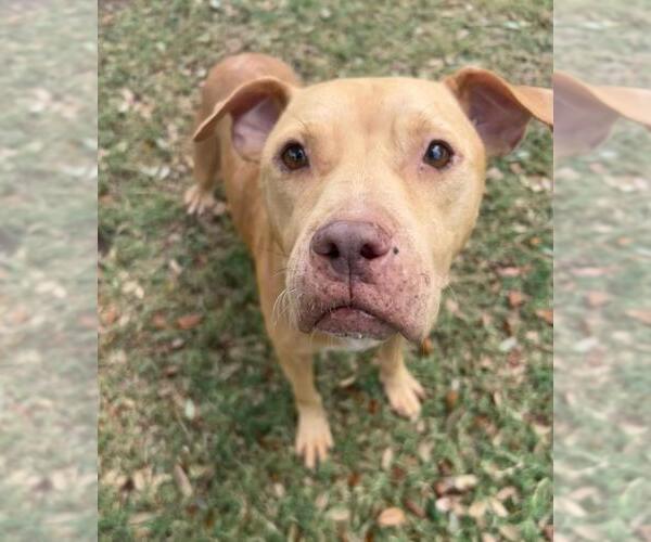 Medium Photo #1 American Pit Bull Terrier-Unknown Mix Puppy For Sale in Texas City, TX, USA