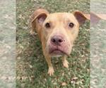 Small American Pit Bull Terrier Mix