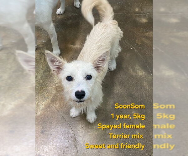 Medium Photo #1 Dachshund-Unknown Mix Puppy For Sale in Agoura Hills, CA, USA