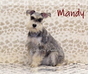 Mother of the Schnauzer (Miniature) puppies born on 05/12/2026