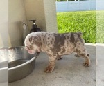 Small Photo #3 English Bulldog Puppy For Sale in PORT SAINT LUCIE, FL, USA