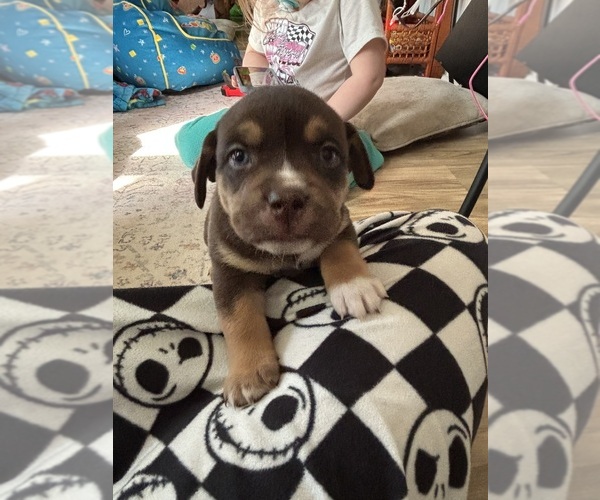 Medium Photo #1 Pug-Siberian Husky Mix Puppy For Sale in NEW PROVIDENCE, PA, USA
