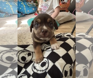 Medium Pug-Siberian Husky Mix