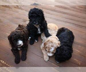 Poodle (Miniature) Puppy for Sale in ASHBY, Minnesota USA