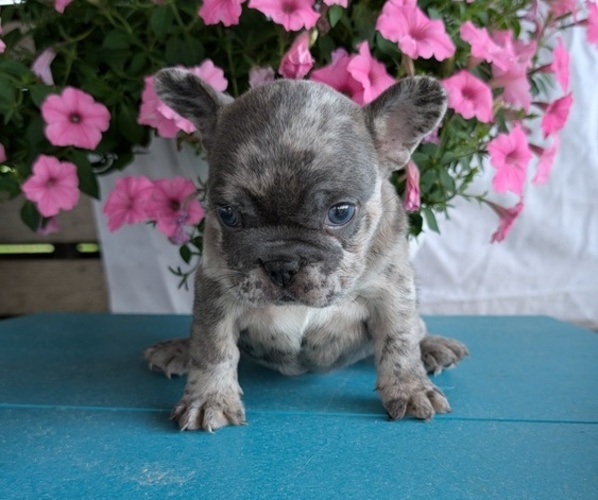 Medium Photo #3 French Bulldog Puppy For Sale in GOSHEN, IN, USA