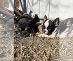 Small #22 French Bulldog