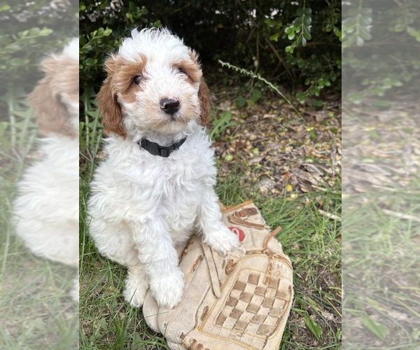 Medium Photo #1 Goldendoodle (Miniature) Puppy For Sale in MIDDLEBURY, IN, USA