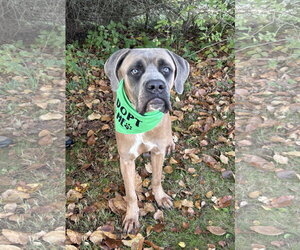 Beamer - Male Mastiff-Unknown Mix Dog for Adoption - Photo #4
