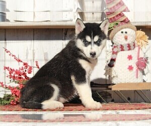 Siberian Husky Puppy for sale in APPLE CREEK, OH, USA