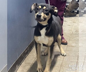 Mutt Dogs for adoption in Washington, DC, USA