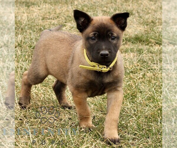 Medium Photo #1 Belgian Malinois Puppy For Sale in STRASBURG, PA, USA