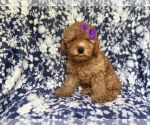 Cavapoo Puppy for sale in LAKELAND, FL, USA