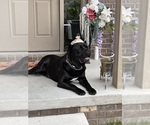 Small Cane Corso
