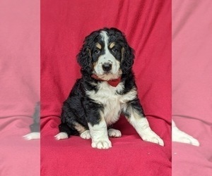 Bernedoodle Puppy for sale in DELTA, PA, USA