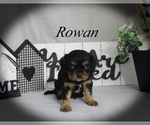 Small #9 Cavalier King Charles Spaniel