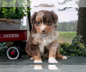 Medium Miniature Australian Shepherd