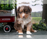 Puppy Comet Miniature Australian Shepherd