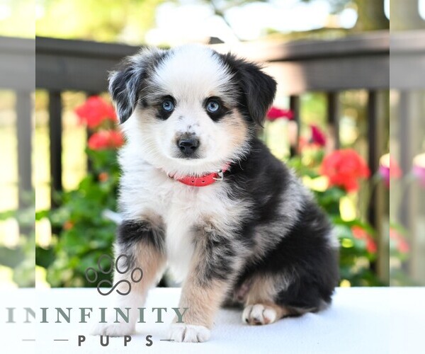 Medium Photo #3 Miniature Australian Shepherd Puppy For Sale in REBERSBURG, PA, USA