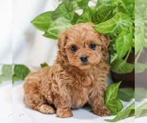 Poovanese Puppy for sale in EAST EARL, PA, USA