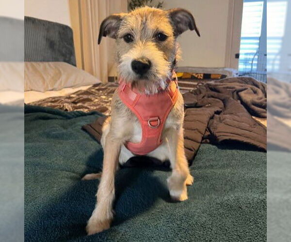 Medium Photo #3 Mutt Puppy For Sale in HOUSTON, TX, USA