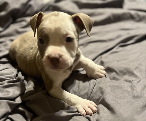 Medium Photo #15 American Bully Puppy For Sale in BUFFALO, NY, USA