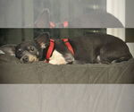 Small Photo #7 Chiweenie Puppy For Sale in Bellingham, WA, USA