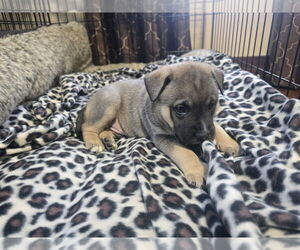 German Shepherd Dog-Huskies Mix Dogs for adoption in Frankenmuth, MI, USA