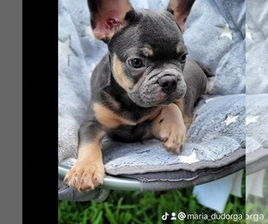 French Bulldog Puppy for sale in TAMPA, FL, USA