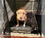 Small Photo #13 Mutt Puppy For Sale in Bellmawr, NJ, USA