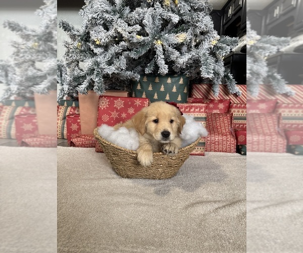 Medium Photo #19 Golden Retriever Puppy For Sale in DAVENPORT, FL, USA