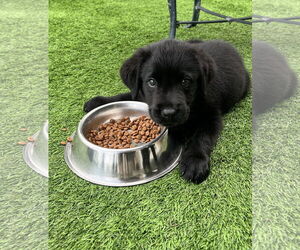 Mutt Dogs for adoption in Royal Palm Beach, FL, USA