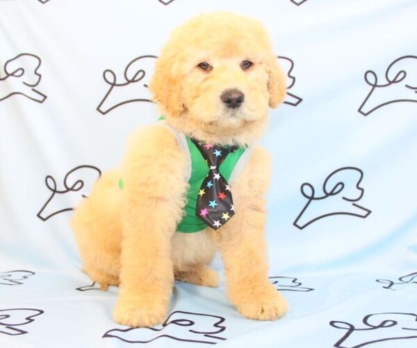 Medium Photo #6 Goldendoodle Puppy For Sale in LAS VEGAS, NV, USA