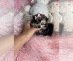 Small #2 Pomeranian