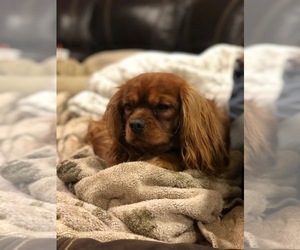 Father of the Cavalier King Charles Spaniel puppies born on 12/23/2019