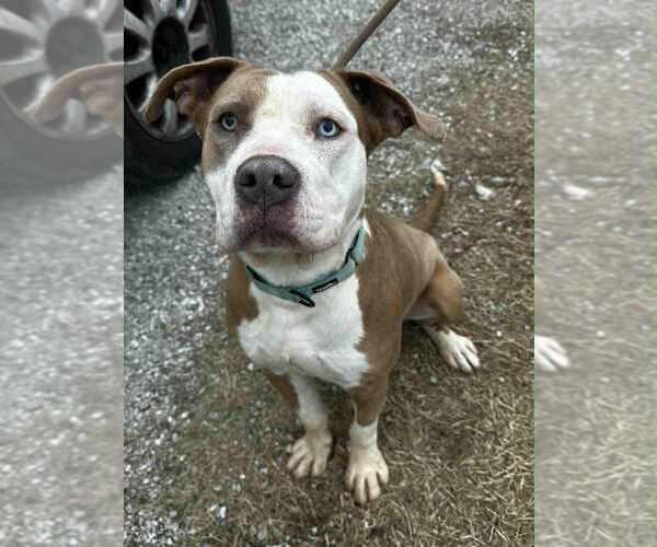 Medium Photo #3 Mutt Puppy For Sale in Evansville, IN, USA