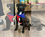 Small #13 Labrador Retriever Mix