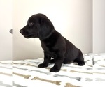 Small #4 Dachshund