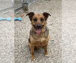 Small #8 German Shepherd Dog Mix