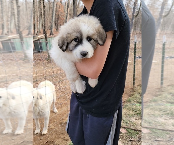 Medium Photo #1 Great Pyrenees Puppy For Sale in TROY, MO, USA