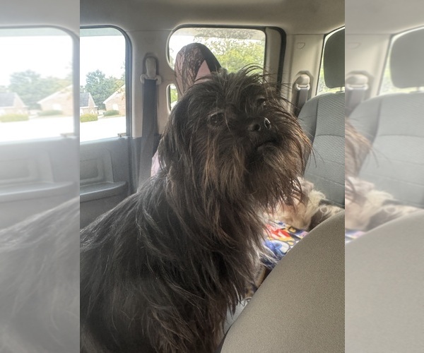 Medium Photo #1 Lhasa Apso Puppy For Sale in BROOKLET, GA, USA