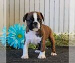 Small Photo #4 Boston Terrier-Cavalier King Charles Spaniel Mix Puppy For Sale in MORGANTOWN, PA, USA