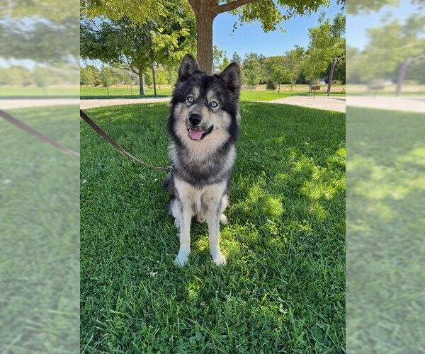 Medium Photo #1 Siberian Husky-Unknown Mix Puppy For Sale in Davis, CA, USA