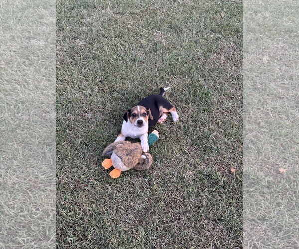 Medium Photo #10 Labrador Retriever-Unknown Mix Puppy For Sale in Garner, NC, USA