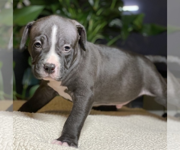 Medium Photo #6 American Bully Puppy For Sale in PHILA, PA, USA