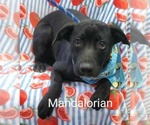Small #2 Labrador Retriever Mix