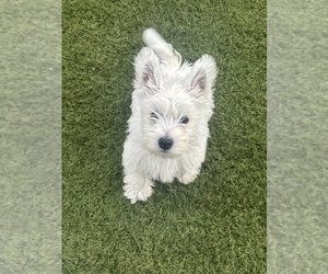 West Highland White Terrier Puppy for sale in PHOENIX, AZ, USA