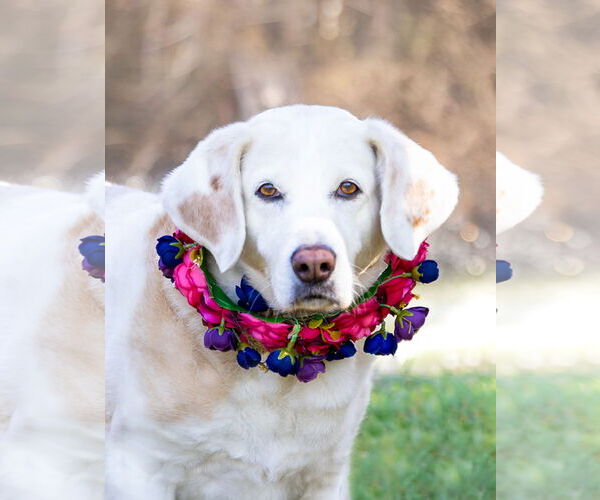 Medium Photo #1 Mutt Puppy For Sale in Unionville, PA, USA