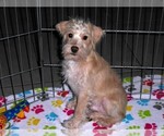 Small #1 Schnoodle (Miniature)